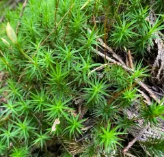 Bank Haircap Moss thumbnail 2