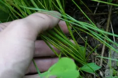 Allium Rust thumbnail 4