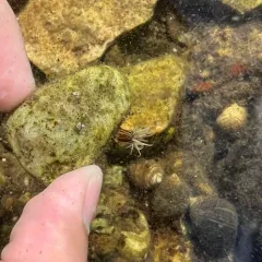 Striped Green Sea Anemone thumbnail 2