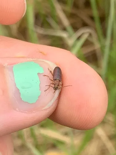 Robust reed beetle