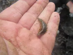 Hermadionella truncata thumbnail 3