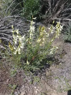 Bitterroot Milkvetch thumbnail 2