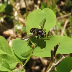 Western Pond Fly thumbnail 3