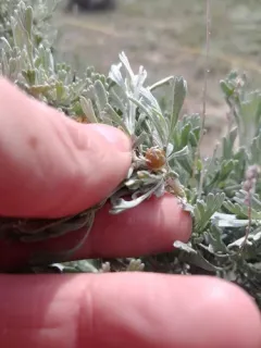 Rhopalomyia obovata thumbnail 3