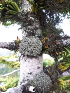 Arboreal Urn Lichen thumbnail 3