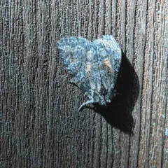Disparaged Arches Moth thumbnail 3
