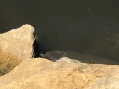 Smooth Softshell thumbnail 2