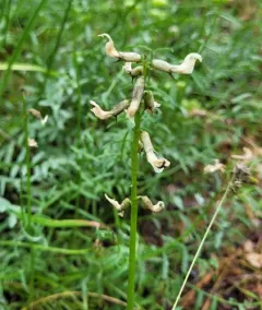 Yakima Milkvetch thumbnail 2