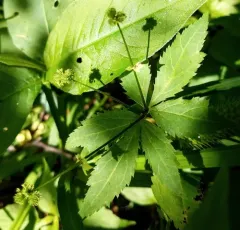 Black Snakeroot thumbnail 2