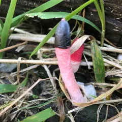 red stinkhorn thumbnail 3