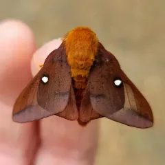 Pink-striped Oakworm Moth thumbnail 3
