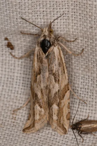 Eucosma tarandana