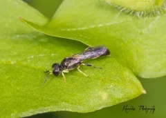 Rhopalum rufigaster thumbnail 2