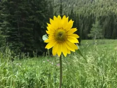 Nodding Dwarf Sunflower thumbnail 4
