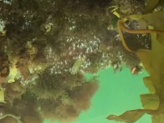 Edwardsiella lineata thumbnail 4