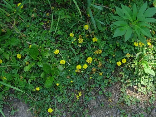 Creeping cinquefoil