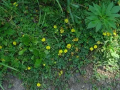 Creeping cinquefoil thumbnail 1