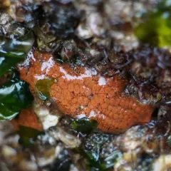 Chain Tunicate thumbnail 4