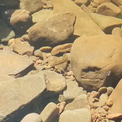 Eastern Blacknose Dace thumbnail 2