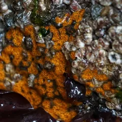 Star Tunicate thumbnail 2