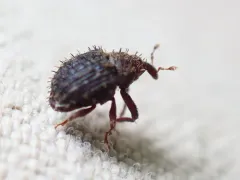 Microhyus setiger thumbnail 4
