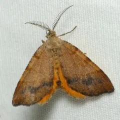 Orange Wing thumbnail 4