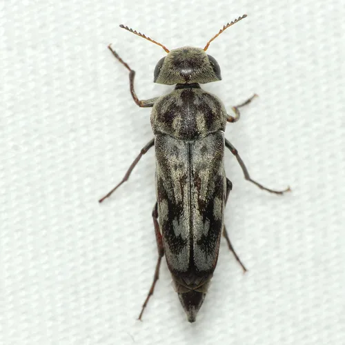 Two-toothed Tumbling Flower Beetle