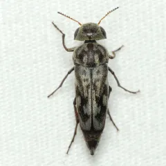 Two-toothed Tumbling Flower Beetle thumbnail 1