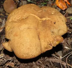 Xerocomellus salicicola thumbnail 2