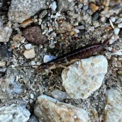 Maritime Earwig thumbnail 3
