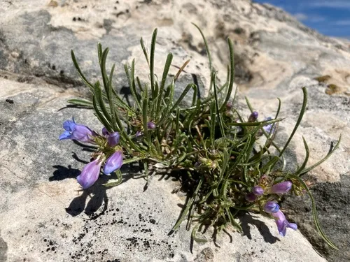 Cary's Beardtongue
