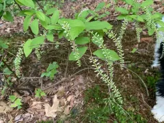 Virginia sweetspire thumbnail 3
