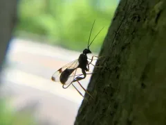 Pristaulacus strangaliae thumbnail 2