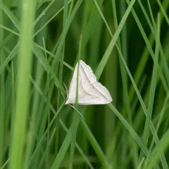 Slant-lined Owlet thumbnail 3