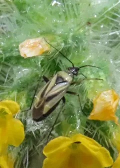 Fiddleneck Plant Bug thumbnail 2