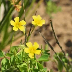 slender yellow woodsorrel thumbnail 3