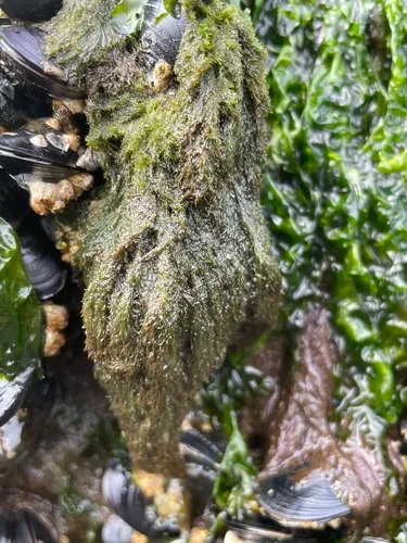 Cladophora stimpsonii