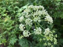 Fernleaf Licorice-root thumbnail 4