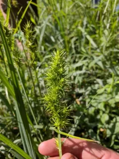 Ravenfoot Sedge thumbnail 2