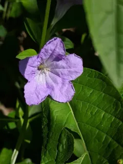 smooth ruellia thumbnail 4
