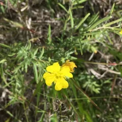 yellow sundrops thumbnail 1