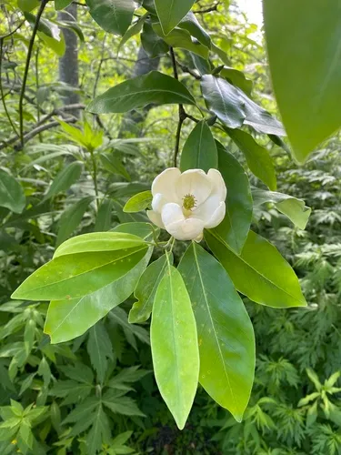 sweetbay magnolia