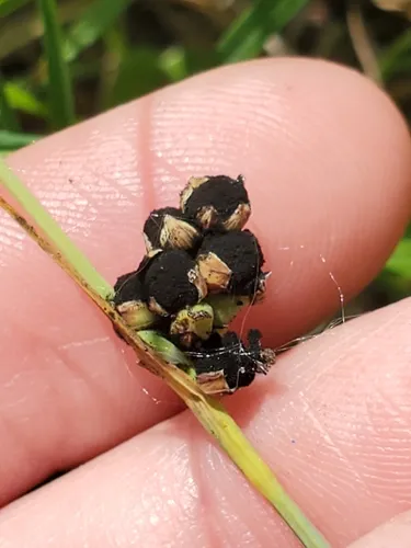 Anthracoidea caricis-meadii