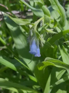 Toiyabe bluebells thumbnail 2