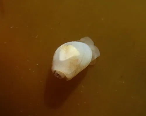 Arctic Paperbubble