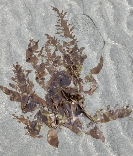 Desmarestia herbacea