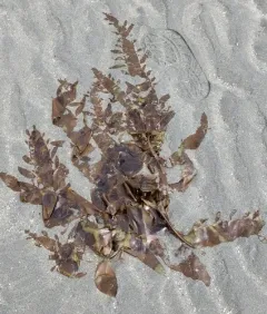 Desmarestia herbacea thumbnail 1