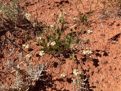 Great Basin Sand Verbena