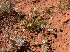 Great Basin Sand Verbena thumbnail 1