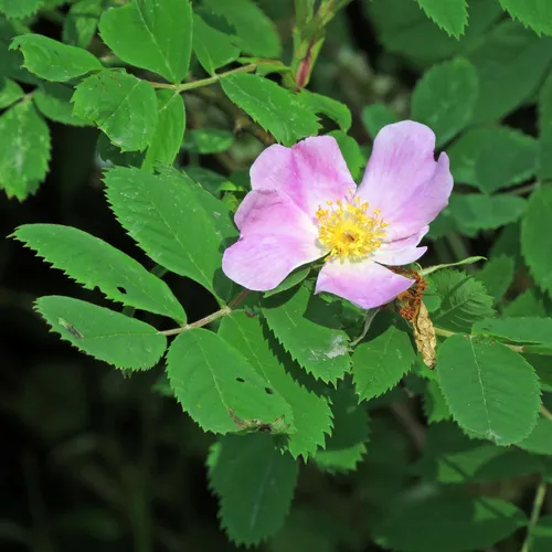 smooth rose